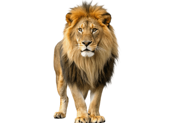 Download Lion Isolated on a Transparent - Transparent Collection